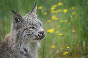 YUKON - Lynx